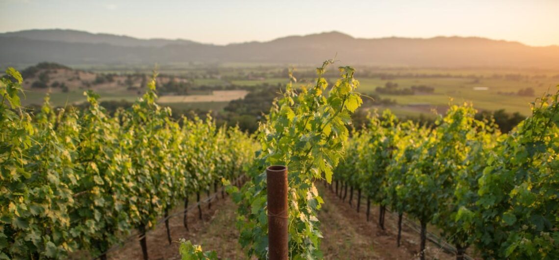 signature vineyard experience