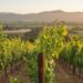 signature vineyard experience